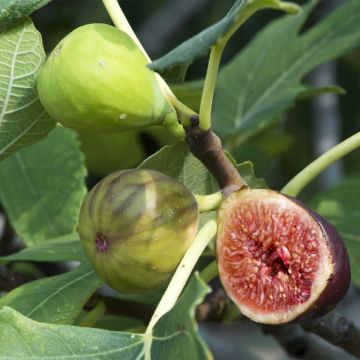 Fig Tree Violette Dauphine - Ficus carica