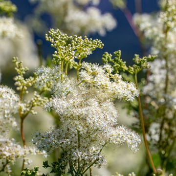 Filipendula vulgaris - Filipendule commune