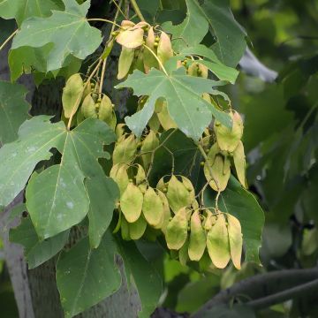 Firmiana simplex - Chinese Parasol Tree