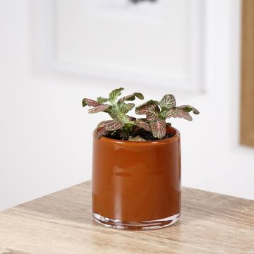 Fittonia albivenis Pink Special - Fittonie, plante mosaïque - Mosaic Plant