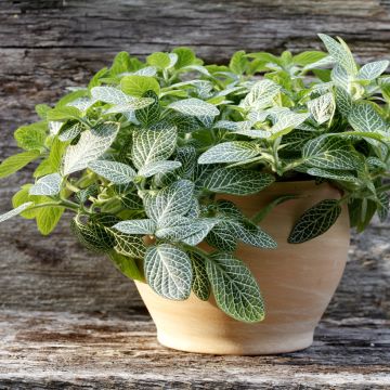 Fittonia albivenis Mini White - Nerve plant