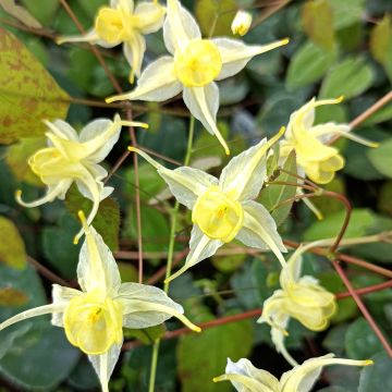 Epimedium Flowers of Sulphur - Barrenwort