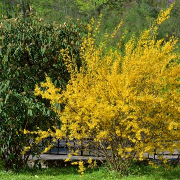 Forsythia x intermedia Forbeesia