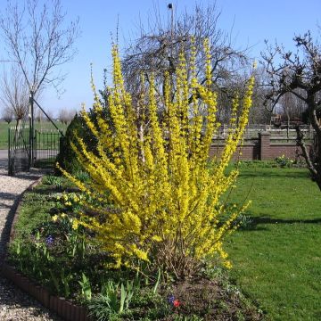 Forsythia intermedia Lynwood