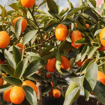 Oval-fruited Kumquat - Fortunella margarita