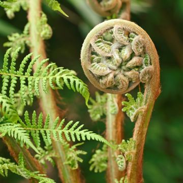 Dicksonia antarctica - Tree Fern