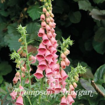Digitalis mertonensis Summer King Seeds - Foxglove