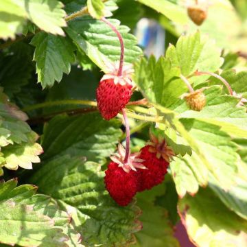 Wild strawberry Alexandria - Fragaria vesca