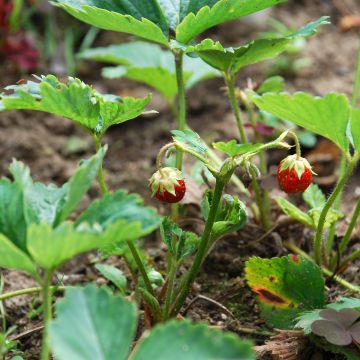 Fragaria chiloensis