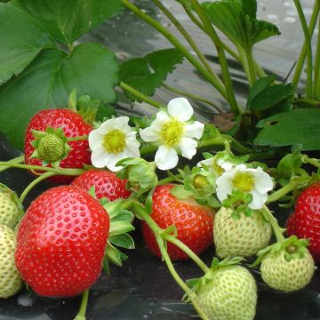 Strawberry Maestro - Fragaria ananassa