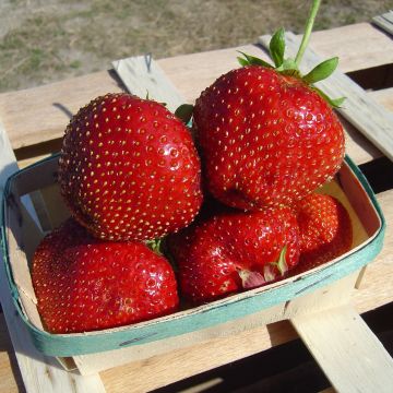 Strawberry Maxim - Fragaria ananassa