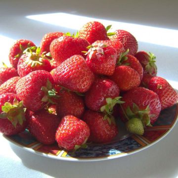 Strawberry Gento (everbearing) - Fragaria ananassa