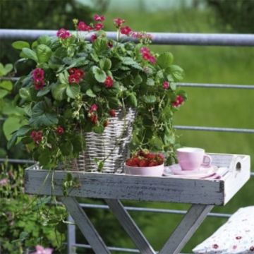 Strawberry Toscana F1 Deep Rose plugs - Fragaria ananassa