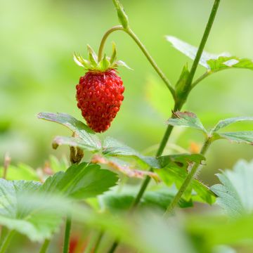 Organic Wild Strawberry Reine des Vallées - Fragaria vesca