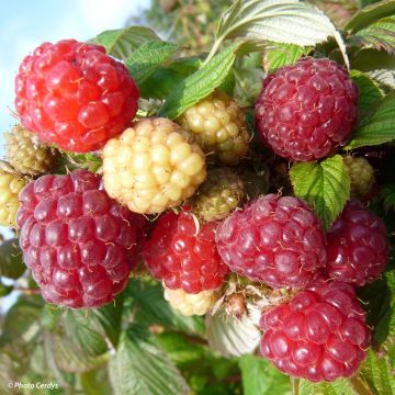 Raspberry Aroma Queen (Everbearing) - Rubus idaeus