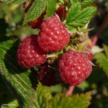 Raspberry Autumn First (Everbearing) - Rubus idaeus
