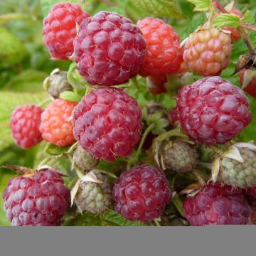 Organic Raspberry Blissy or Autumn Bliss (Everbearing) - Rubus idaeus