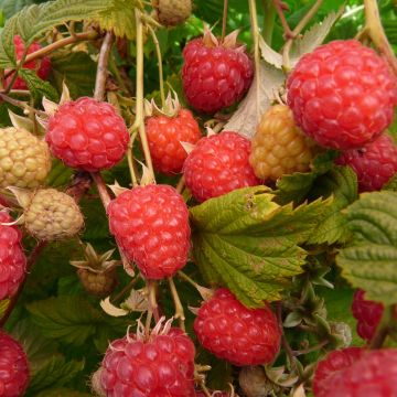 Organic Raspberry Glen Ample Raspberry - Rubus idaeus