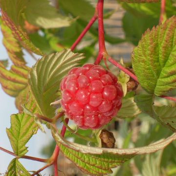 Raspberry Malling Promise- Rubus idaeus