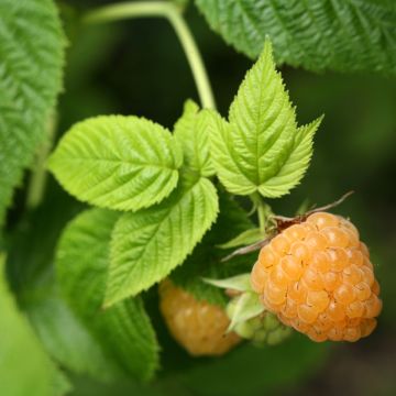 Rubus idaeus Twotimer Sugana Yellow - Raspberry