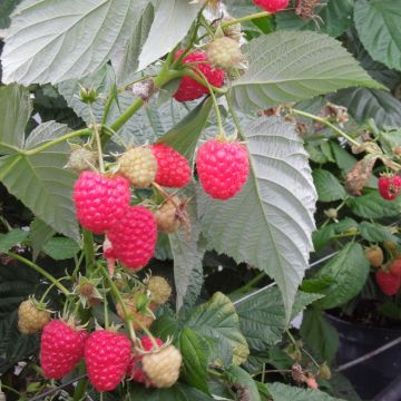 Rubus idaeus Versailles Bio - Raspberry