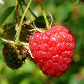 Organic Raspberry Willamette - Rubus idaeus