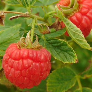 Organic Raspberry Little Sweet Sister- Rubus idaeus