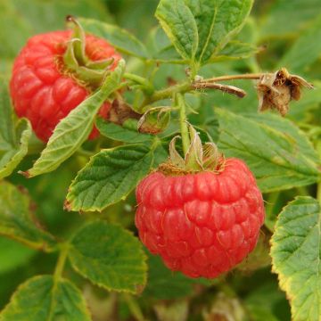 Raspberry Little Sweet Sister- Rubus idaeus
