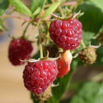 Raspberry Autumn Belle (Everbearing) - Rubus idaeus