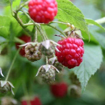 Raspberry Scepter - Rubus idaeus