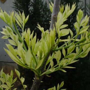 Fraxinus angustifolia Variegata - Ash
