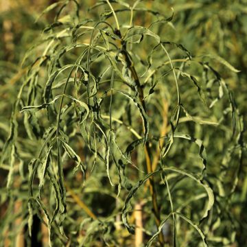 Fraxinus excelsior Aarsee - Common Ash