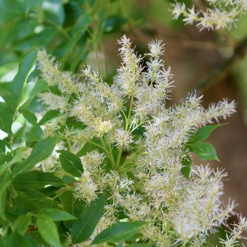 Fraxinus ornus Obelisk - Manna ash