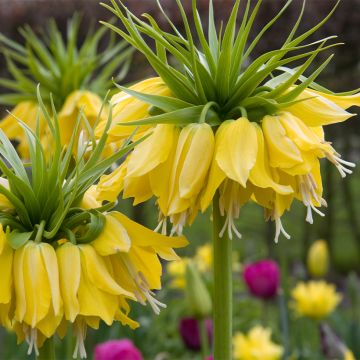 Fritillaria imperialis Lutea