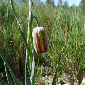 Fritillaria crassifolia subsp. crassifolia  - Kurdish Lily