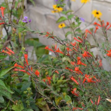 Epilobium canum Dublin