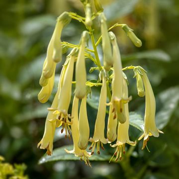 Phygelius Moonraker - Cape Fuchsia