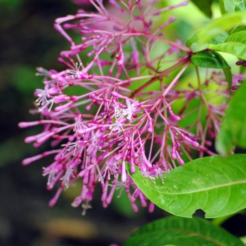 Fuchsia paniculata