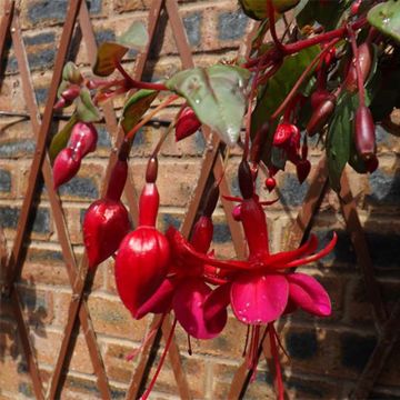 Trailing Fuchsia 'Marinka'