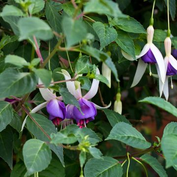 Fuchsia x hybrida Blue Sarah