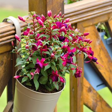 Fuchsia (x) venusta Tom Thumb (Tom Pouce)