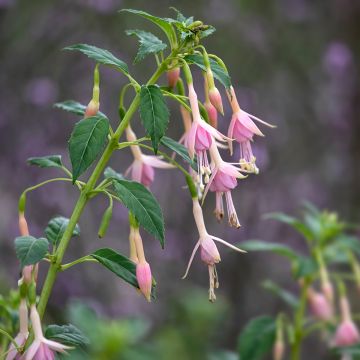 Fuchsia rustique Whiteknights Pearl