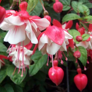 Semi-trailing Fuchsia 'Swingtime'