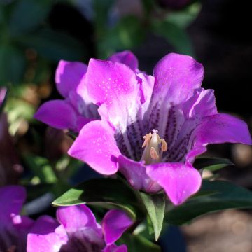 Gentiana scabra Zuki-rindo - Japanese Gentian