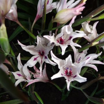 Gladiolus carneus var. albidus - Painted lady