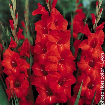 Gladiolus Victor Borge - Sword Lily