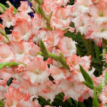 Gladiolus Pink Lady - Sword Lily