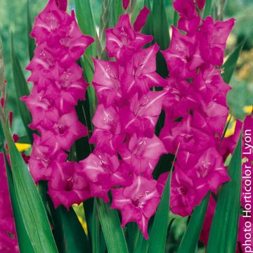 Gladiolus Violet Moon - Sword Lily