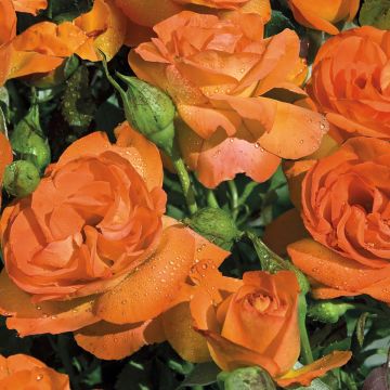 Rosa x floribunda Good Morning Lapavi - Standard Rose