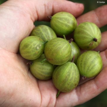 Gooseberry Crispa Greenling